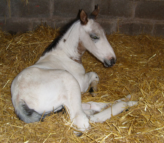 angelcolt1day29-5-07
