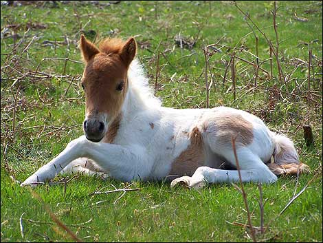 foal_ring_470x353