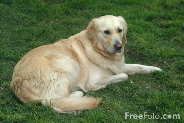 01_07_8---Dog-Golden-Retriever_web