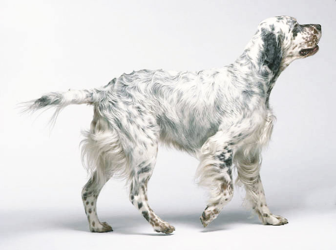 english-setter