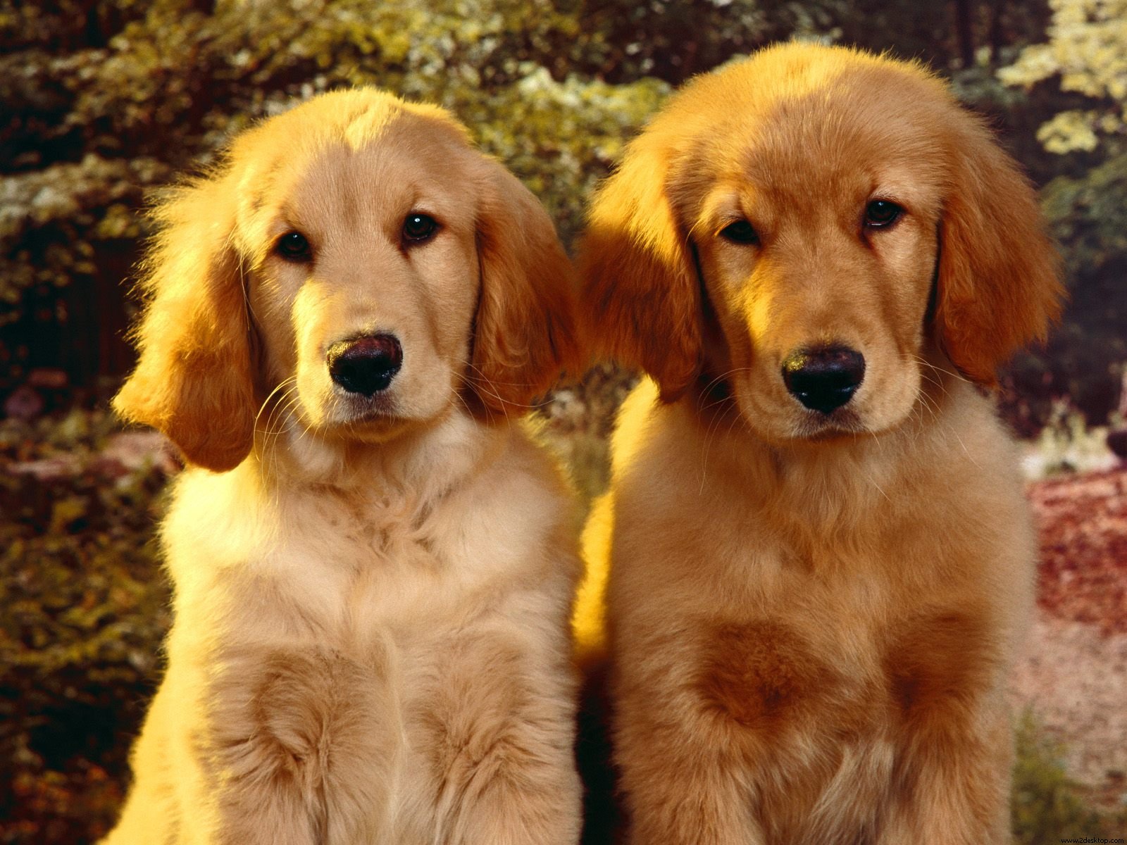 golden_retriever_puppies-1291