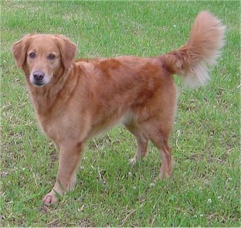 GoldenRetrieverWitchChristina13