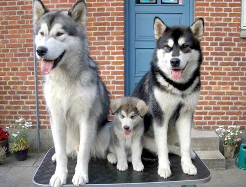 husky_casa