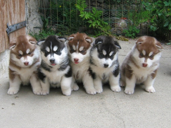 husky-espeyrac-france-1090300210-1225431