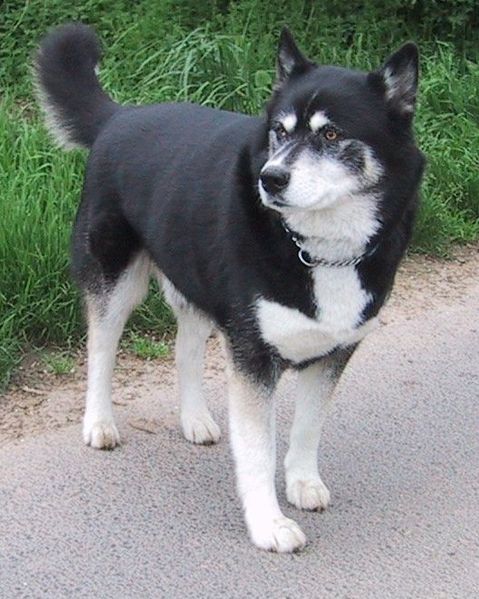 Siberian_Husky