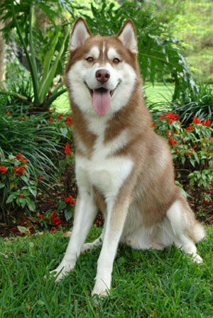 siberian_husky_dog-12929