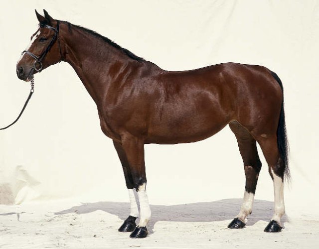 hanoverian